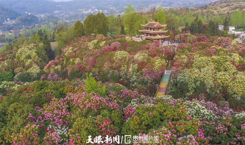 这是2021年3月30日拍摄的毕节市百里杜鹃管理区金坡景区杜鹃花景色